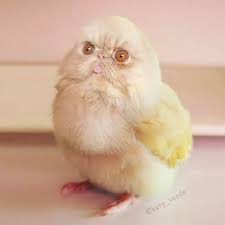 Animals Photoshopped Cats Koty Vezde Funny Cat Faces Cat Face Animals