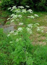 Poison Hemlock Deadly Plants Plants Witch Garden