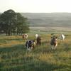There are a lot of reasons i like living in the countryside but mainly, its because they have a much more relaxing lifestyle. 1