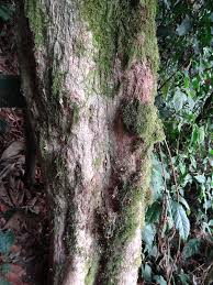 Image result for Myrianthus holstii