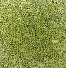 Image result for Wolffiella welwitschii