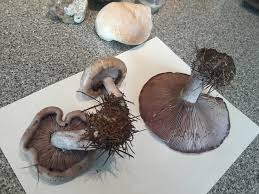 Image result for Clitocybe multiceps
