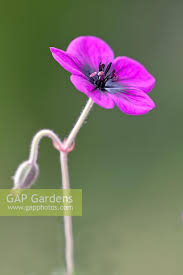 Image result for Geranium `Sandrine`