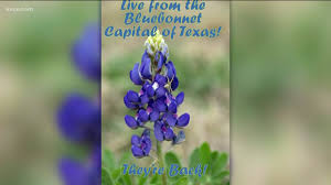 Kalahari resorts & conventions, round rock: First Bluebonnets Of 2019 Arrive In Central Texas Kvue Com