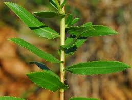 Image result for Landolphia lanceolata