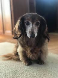 Some sausage names are pretty long themselves. My Mindy Marie Dachshund Breed Clever Dog Dachshund