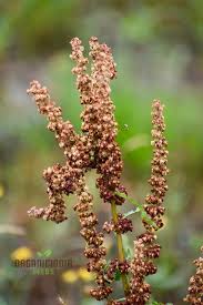 Image result for Rumex