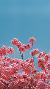 Flower Background In 2020 Pink Flowers Wallpaper Flower Backgrounds Flower Background Wallpaper