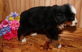 Bernese Mountain Dog Ucretli Sahiplendirme Bernese Mountain Dog Ucretli Sahiplendirme Kopek Kopekseverler Bernese Mountain Dog Mountain Dogs Dogs