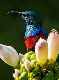 Why Do Birds Fly South For The Winter Joke With Images Beautiful Birds Pretty Birds Colorful Birds