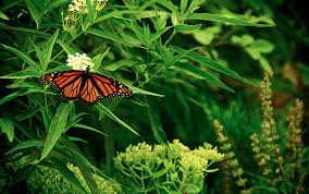 Native animals of new jersey? New Jersey Native Plants Jersey Friendly Yards