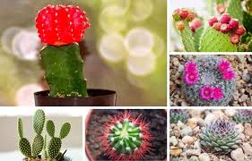 Check spelling or type a new query. 23 Of My Favorite Indoor Cactus Plants And Types Photos Home Stratosphere