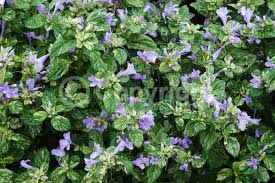 Image result for Barleria whytei