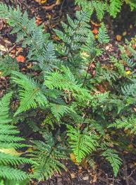 Image result for Lastreopsis