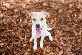 Working dog, companion dog, therapy dog, police dog. Golden Retriever Pitbull Mix Dog Breed Information And Owner S Guide Perfect Dog Breeds