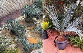 Image result for Encephalartos ngoyanus