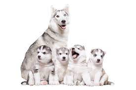 Do you have to pay back husky insurance. The Ultimate Siberian Husky Cost Guide With Calculator Petbudget