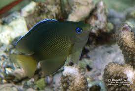 Blue Eye Damselfish Tropical Fish Aquarium Fish Saltwater Aquarium