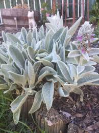 Lamb's ears is well loved for its densely hairy leaves. Pin On Landscaping