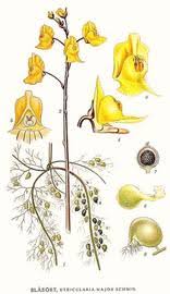 Image result for Utricularia reflexa
