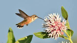 Maybe you would like to learn more about one of these? How To Create A Hummingbird Friendly Yard Audubon