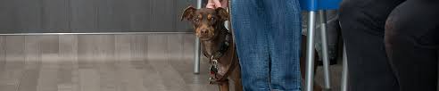 Veterinary Clinic Full Service And Aaha Accredited East Bay Spca