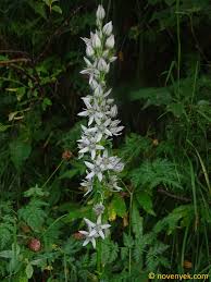 Image result for Swertia eminii