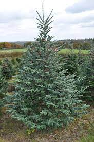 Fraser fir christmas trees near me. Fraser Fir Christmas Trees For Sale Sendmeachristmastree