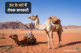 Biden calls us gun violence an 'epidemic'. à¤Š à¤Ÿ à¤• à¤¬ à¤° à¤® 35 à¤¦ à¤²à¤šà¤¸ à¤ª à¤œ à¤¨à¤• à¤° Information About Camel In Hindi