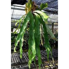 Image result for Platycerium stemaria