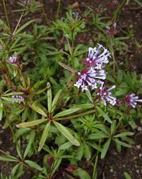 Image result for Pavetta stenosepala