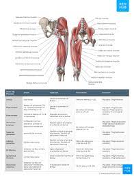 Anatomical charts, models & skeletons index. Muscle Anatomy Reference Charts Free Pdf Download Kenhub