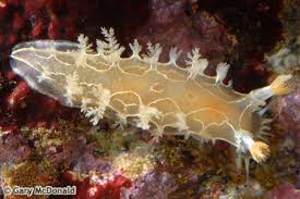 Image result for Tritonia moggii