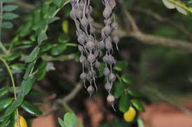 Image result for Sophora inhambanensis