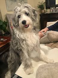 A $300 deposit will save your place in line for your bordoodle puppy. Milkshake The Bordoodle 9 Months 45 Lbs Bordoodle Puppies Pets