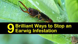 You might even consider planting a few extra lettuce plants or celery plants specifically for the earwigs to feast on. 9 Brilliant Ways To Stop An Earwig Infestation
