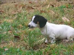 Dachshund puppies for sale in tennessee select a breed. Dachshund For Sale Knoxville Tn