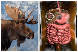 Hunters Sick With Rare Parasitic Tapeworm After Butchering Moose With Dogs