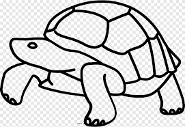 Tortoise gambar kura kura kartun hitam putih clipart 1217185 pinclipart. Menggambar Kura Kura Kepulauan Galapagos Kura Kura Putih Mamalia Png Pngegg