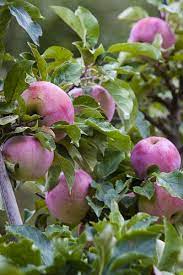 Apples Apple Garden Heirloom Vegetables Beautiful Fruits