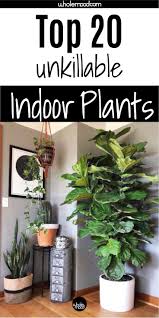 grief free greenery the 20 best low maintenance indoor plants low maintenance indoor plants easy care indoor plants large indoor plants