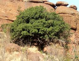 Image result for Monopsis zeyheri