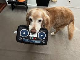 Yesterday was quite the agenda and pretty gorgeous out once the clouds  parted. We had a full lineup beginning with my adorable staycationer pack  Sierra, Daisy and @yosemite.theyellowlabrador Daisy killed another lambchop