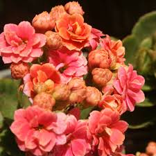 Image result for Kalanchoe rosalina