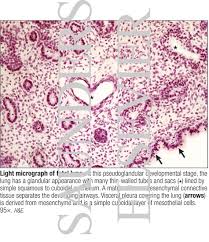 The right lung has three, and the left lung has two lobes. Light Micrograph Of Fetal Lung
