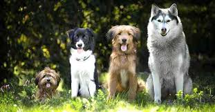 Razas de perros perritos bonitos imágenes divertidas de cachorros fotos de animales perrito de navidad braco alemán de pelo corto hechos de animales bebé perro animaux. Razas De Perros Bonitos Listado Y Fotos De Los Perros Mas Lindos