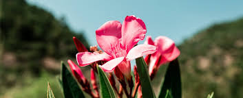 Image result for Oleandra distenta