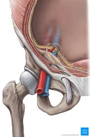 Pain in the groin area arises from conditions affecting a variety of organs, including musculoskeletal pain or pain related to the male reproductive organs. Inguinal Canal Anatomy Contents And Hernias Kenhub