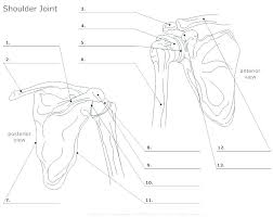 These bulky muscles also give the arm its strength. Gy 0633 Unlabeled Anatomy Diagrams Schematic Wiring