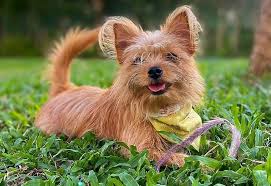 To keep your yorkie's teeth clean, feed it dry kibble instead of canned food, which can help reduce the buildup of plaque and tartar on its teeth. Yorkie Pom All You Need To Know About The Yorkie Pomeranian Mix K9 Web